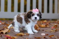Bella, a female Cavachon for sale in Baltic, OH – 2 of 9