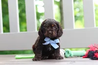 Charlie, a male Cocker Spaniel for sale in Baltic, OH – 3 of 9