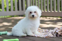 Fern, a female Bichon Frise for sale in Baltic, OH – 6 of 7