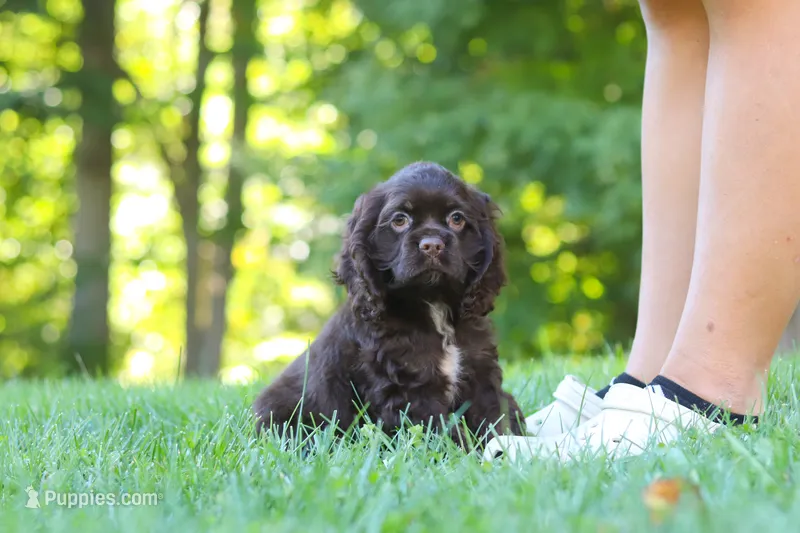 Bella – Cocker Spaniel puppy for sale in Baltic, OH