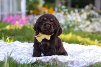 Archie, a male Cocker Spaniel for sale in Baltic, OH – 7 of 9