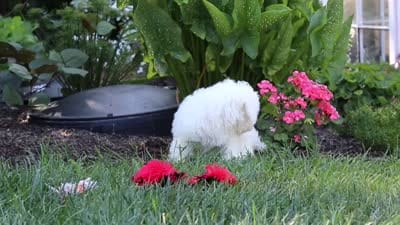 Clover, a female Bichon Frise for sale in Baltic, OH – 6 of 6