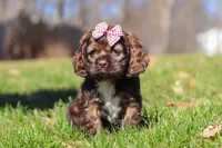 Rosie, a female Cocker Spaniel for sale in Baltic, OH – Photo 5 of 7