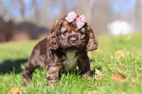 Rosie, a female Cocker Spaniel for sale in Baltic, OH – Photo 2 of 7