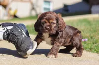 Rosie, a female Cocker Spaniel for sale in Baltic, OH – Photo 3 of 7