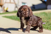 Rosie, a female Cocker Spaniel for sale in Baltic, OH – Photo 4 of 7