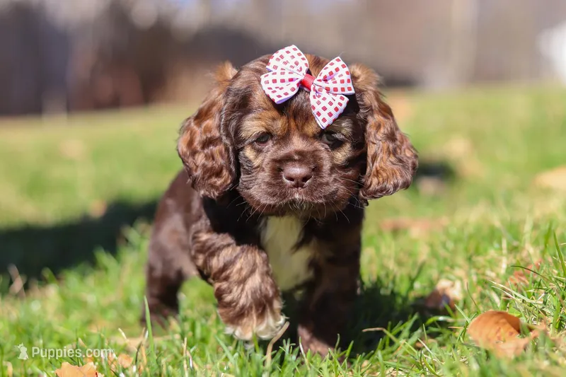 Rosie – Cocker Spaniel puppy for sale in Baltic, OH
