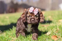 Rosie, a female Cocker Spaniel for sale in Baltic, OH – Photo 7 of 7
