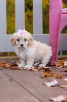 Honey, a female Cavachon for sale in Baltic, OH – 4 of 7