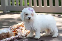 Mochi, a female Bichon Frise for sale in Baltic, OH – 3 of 9