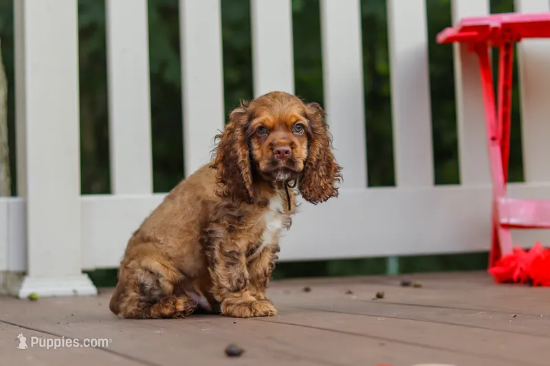 Milo – Cocker Spaniel puppy for sale in Baltic, OH