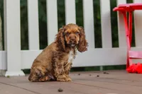 Milo, a male Cocker Spaniel for sale in Baltic, OH – 1 of 8