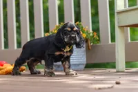 Bentley, a male Cocker Spaniel for sale in Baltic, OH – 4 of 6