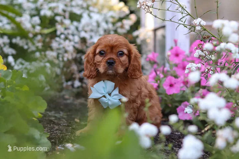 Holden – Cavalier King Charles Spaniel puppy for sale in Baltic, OH