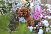 Holden, a male Cavalier King Charles Spaniel for sale in Baltic, OH – 1 of 9