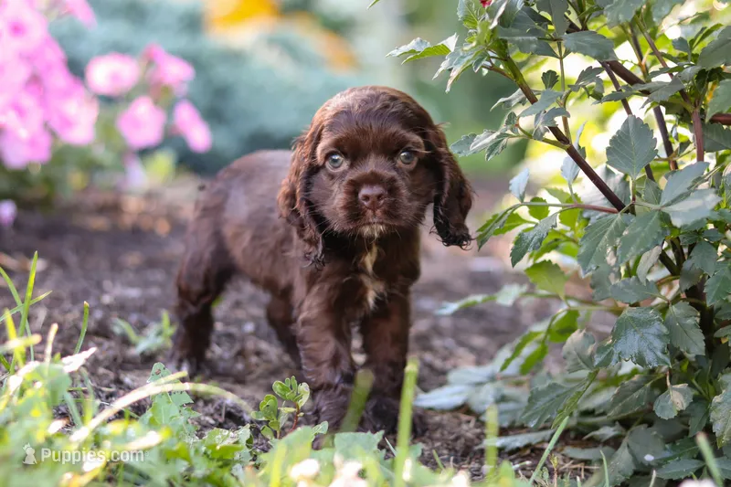 Harlow – Cocker Spaniel puppy for sale in Baltic, OH