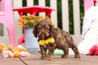 Milo, a male Cocker Spaniel for sale in Baltic, OH – 4 of 6