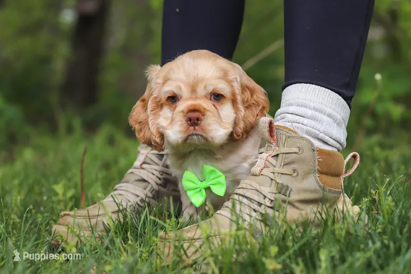 Clark – Cocker Spaniel puppy for sale in Baltic, OH
