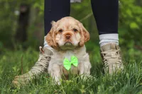 Clark, a male Cocker Spaniel for sale in Baltic, OH – 4 of 7