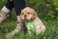 Clark, a male Cocker Spaniel for sale in Baltic, OH – 5 of 7