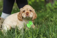 Clark, a male Cocker Spaniel for sale in Baltic, OH – 3 of 7