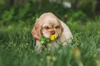 Clark, a male Cocker Spaniel for sale in Baltic, OH – 2 of 7