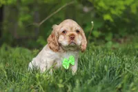 Clark, a male Cocker Spaniel for sale in Baltic, OH – 6 of 7
