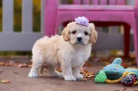Rosie, a female Cavachon for sale in Baltic, OH – 6 of 10