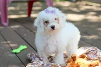 Mochi, a female Bichon Frise for sale in Baltic, OH – 7 of 9