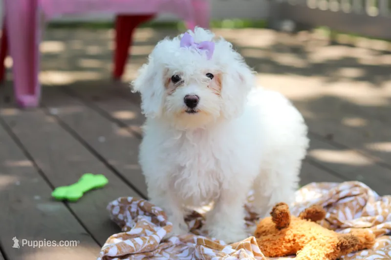 Mochi – Bichon Frise puppy for sale in Baltic, OH