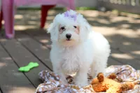 Mochi, a female Bichon Frise for sale in Baltic, OH – 1 of 9