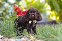 Denver, a male Cocker Spaniel for sale in Baltic, OH – 5 of 10
