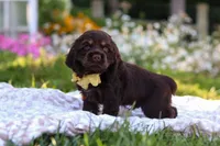 Archie, a male Cocker Spaniel for sale in Baltic, OH – 3 of 9