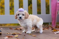 Rosie, a female Cavachon for sale in Baltic, OH – 9 of 10