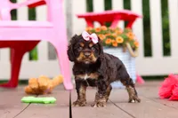 Callie, a female Cocker Spaniel for sale in Baltic, OH – 2 of 8