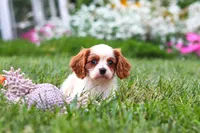 Finley, a female Cavalier King Charles Spaniel for sale in Baltic, OH – 7 of 9