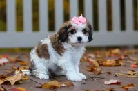Bella, a female Cavachon for sale in Baltic, OH – 6 of 9