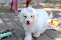 Mochi, a female Bichon Frise for sale in Baltic, OH – 6 of 9
