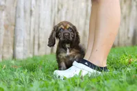 Sophia, a female Cocker Spaniel for sale in Baltic, OH – 1 of 6
