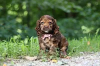 Sadie, a female Cocker Spaniel for sale in Baltic, OH – 4 of 6