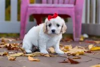 Sadie, a female Cavachon for sale in Baltic, OH – 2 of 8