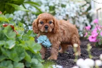 Holden, a male Cavalier King Charles Spaniel for sale in Baltic, OH – 9 of 9