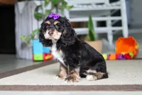 Hazel, a female Cocker Spaniel for sale in Baltic, OH – 3 of 4