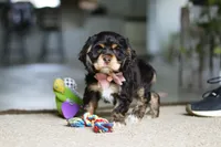 Hazel, a female Cocker Spaniel for sale in Baltic, OH – Photo 3 of 5