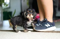 Hazel, a female Cocker Spaniel for sale in Baltic, OH – Photo 4 of 5
