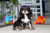 Hazel, a female Cocker Spaniel for sale in Baltic, OH – 4 of 4