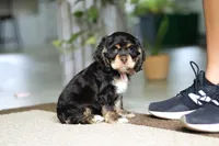 Hazel, a female Cocker Spaniel for sale in Baltic, OH – Photo 5 of 5