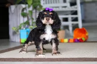 Hazel, a female Cocker Spaniel for sale in Baltic, OH – 2 of 4