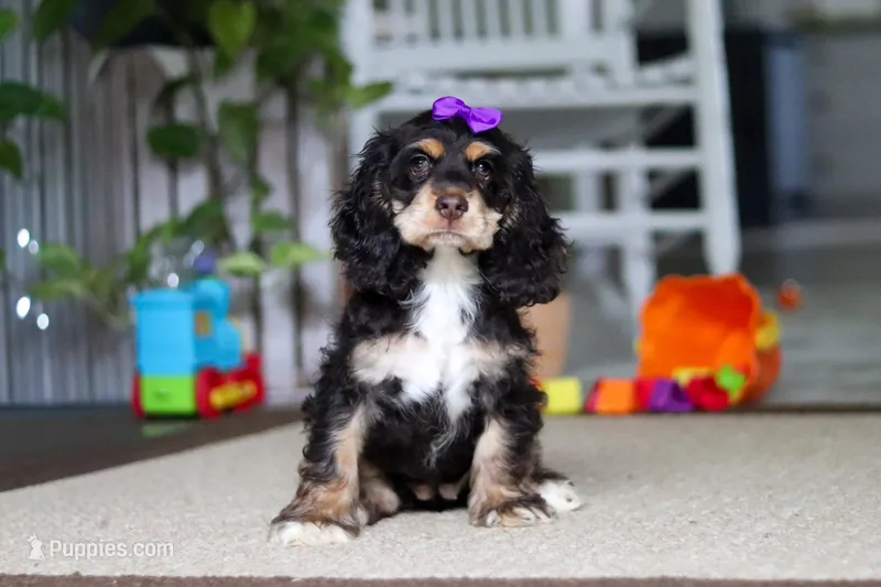 Hazel – Cocker Spaniel puppy for sale in Baltic, OH