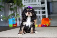 Hazel, a female Cocker Spaniel for sale in Baltic, OH – 1 of 4